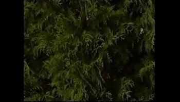 guatemala porno